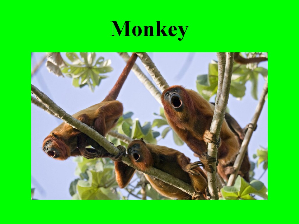 Monkey